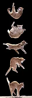 Jean Michel Labat Prints Impressions: Cat Sequence of falling cat
