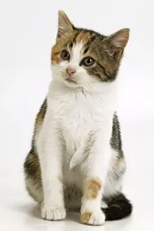 Personal Use Pet Prints Only Impressions: Cat - Sitting down