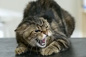 Personal Use Cat Pictures Impressions: Cat Snarling