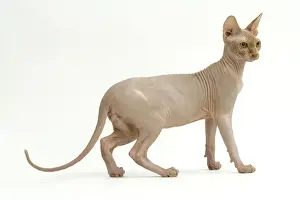 Rare Cat Breeds Impressions: Cat - Sphinx