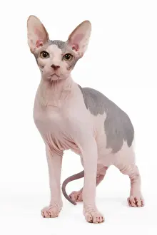 Impressions de LA-6589 Chat - Sphinx en studio Jean-Michel Labat Veuillez noter que les impressions sont à des fins de décoration personnelle uniquement et ne peuvent pas être reproduites sous aucune forme Images datées de 2009 septembre: Chat - Sphinx en studio.