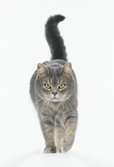 Pet Photography Prints Impressions: Cat Walking towards camera