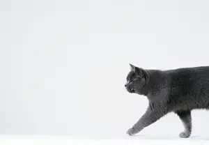 Personal Display Art Prints Impressions: Cat Walking sequence G2