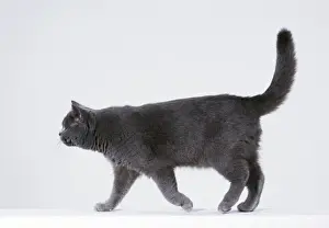 Cat Photography Prints Impressions: Cat Walking sequence G5