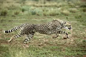 Guépard Impressions: Cheetah Namibie