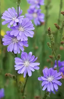 Cichorium Intybus Images Impressions: Chicory