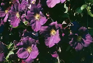 Clematis Flowers Impressions: Clematis