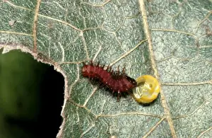 Australian Insect Photography Impressions: CLY02001