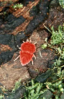 Australian Arachnids Impressions: CLY02065