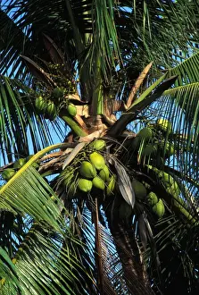 Coconut Palm Tree Photo Impressions: Coconut Tree