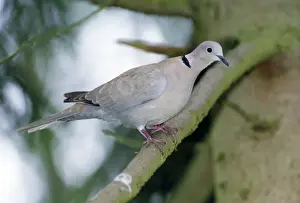 Collared Dove Impressions: Collared Dove