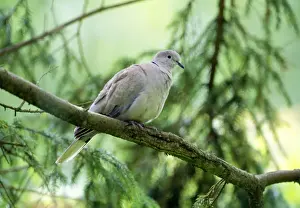 Collared Dove Impressions: Collared Dove - In tree