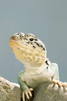 Close Up Reptile Images Impressions: Collared Lizard Front view, close up