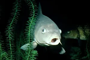 Freshwater Aquarium Fish Impressions: Common Carp