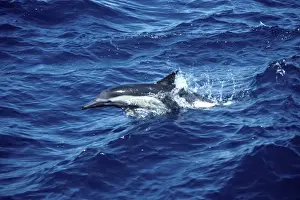 Marine Mammal Pictures Impressions: Common dolphin