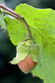 Common Hazel Impressions: Common Hazel - hazelnut