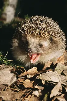 European Hedgehog Pictures Impressions: Common Hedgehog - calling