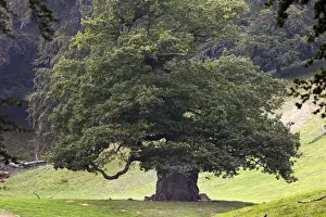 Single Oak Tree Image Impressions: Common Oak