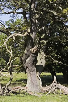 Oak Tree Impressions: Common Oak Tree