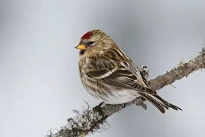 Personal Use Bird Prints Only Impressions: Common Redpoll