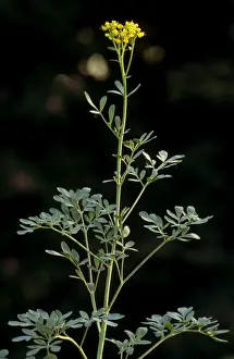 Herb Garden Plants Impressions: Common Rue