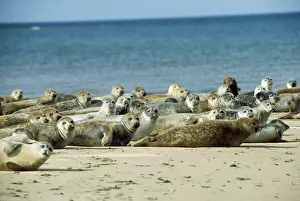 Chris Knights Photography Impressions: Common Seal