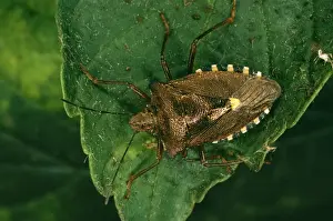Coreus Marginatus Impressions: Common Sheild Bug In forest