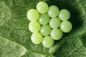 Shield Bug Reproduction Impressions: Common Shield Bug Eggs
