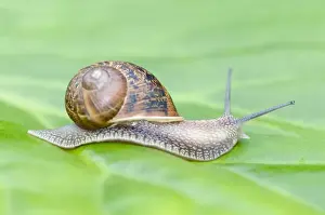 Nature Inspired Wall Art Impressions: Common Snail on leaf