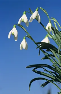 Johan De Meester Photography Impressions: Common Snowdrop