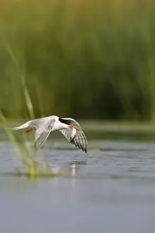 British Seabird Species Impressions: Common Tern