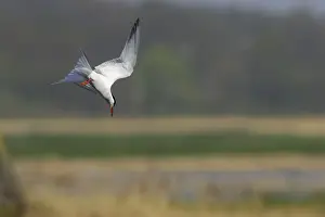 Coastal Bird Species UK Impressions: Common Tern - Diving for fish Minsmere, Suffolk, UK BI009841