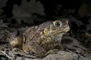 Toads In The Wild Impressions: Common Toad - at night