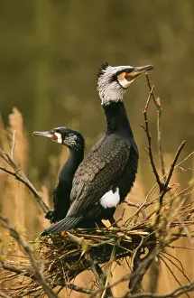 Duncan Usher Artwork Impressions: Comorant - nesting pair