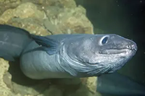 Conger Eel Impressions: Conger Eel
