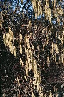 Impression encadrée : Corkscrew Hazel