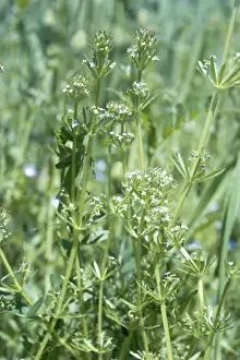 United Kingdom Wildflowers Impressions: Corn Cleavers