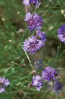 Centaurea Cyanus Images Impressions: Cornflowers