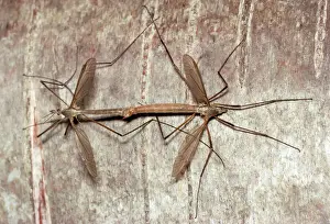 Wildlife Insects Impressions: Cranefly - pair mating