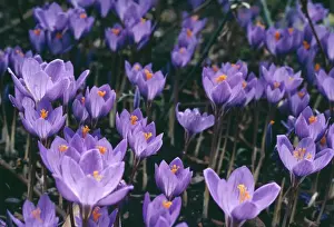 Crocus Flowers Impressions: Crocus