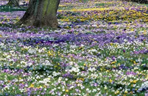 Personal Use Only Prints Impressions: Crocus - in spring-time