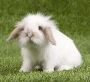 Images Liées Impressions: Lapin Lop Nain