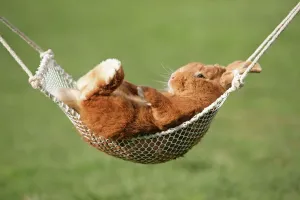 Le lapin allongé dans un hamac.