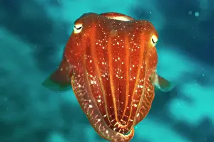 Seiche Impressions: Cuttlefish