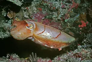 Australasian Wildlife Photos Impressions: Cuttlefish - This cuttlefish changes colour constantly