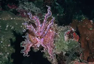 Seiche Impressions: Le calamar - Ce calamar change de couleur et de forme en permanence