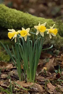 Spring Plant Life Impressions: Daffodils