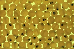 Pat Morris Photography Impressions: Developing Trout Eggs