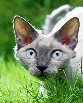Impressions de LA-1009 Chat Devon Rex In grass Jean Michel Labat Veuillez noter que les impressions sont à des fins de mise en exposition personnelle uniquement et peuvent ne pas être reproduites sous aucune forme Rex Impressions: Chat Devon Rex dans l'herbe.