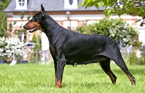 Dog Portrait Art Impressions: Doberman